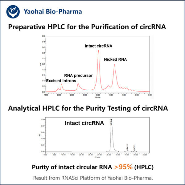 Methodological advancements in circRNA extraction