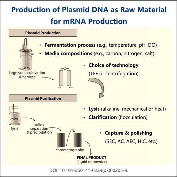 طویل IVT RNA ترکیب میں کارکردگی کو بہتر بنانا