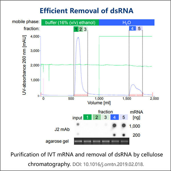 dsRNS potenciāla atraisīšana lauksaimniecības un biotehnoloģiju nozarēm