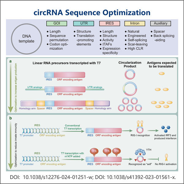 Enhancing circRNA Gene Expression with Optimal Plasmid Sequence Design.