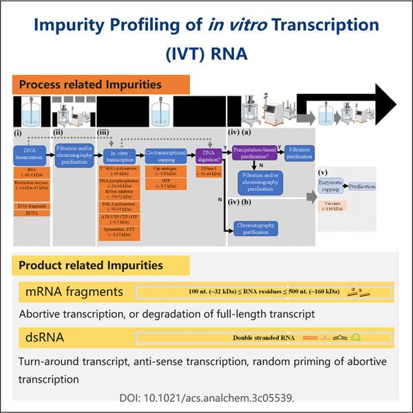 Maximizing Therapeutic Efficacy with Ultra-Pure Custom mRNA