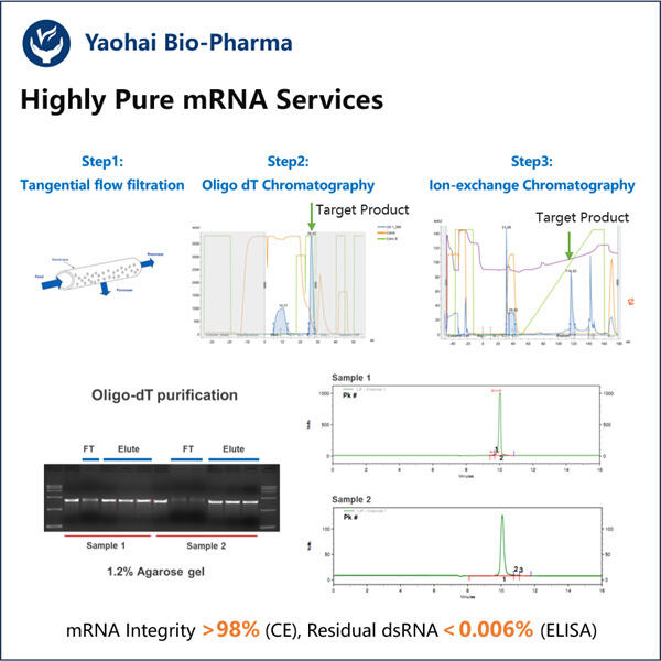 Innovative Custom mRNA Solutions for Cutting-Edge Biotech Research