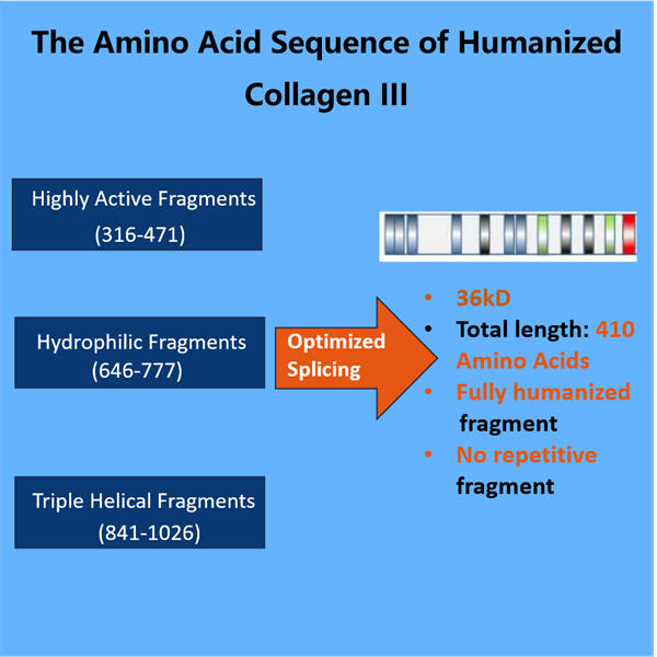 Transform your skincare routine with the regenerative effects of Humanized Collagen III Raw Material.