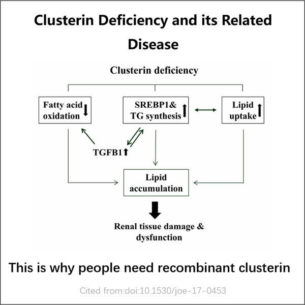 The Importance of Quality Control in Recombinant Clusterin Production