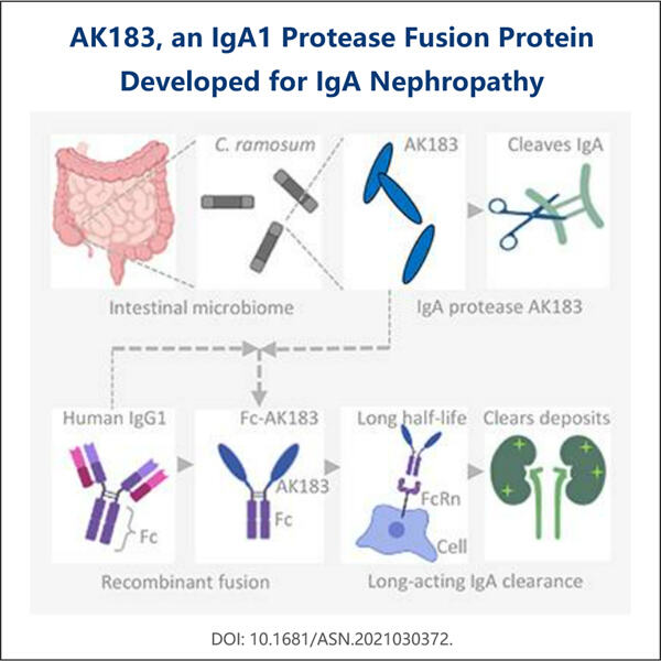 Importanța producerii proteazei IgA1 recombinante.