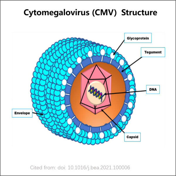 پیشرفت‌ها در تولید آنتی‌ژن GMP CMV برای پیشگیری بهتر از بیماری