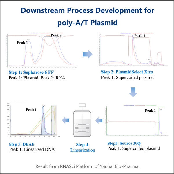 강화된 mRNA 플라스미드 품질 관리 절차