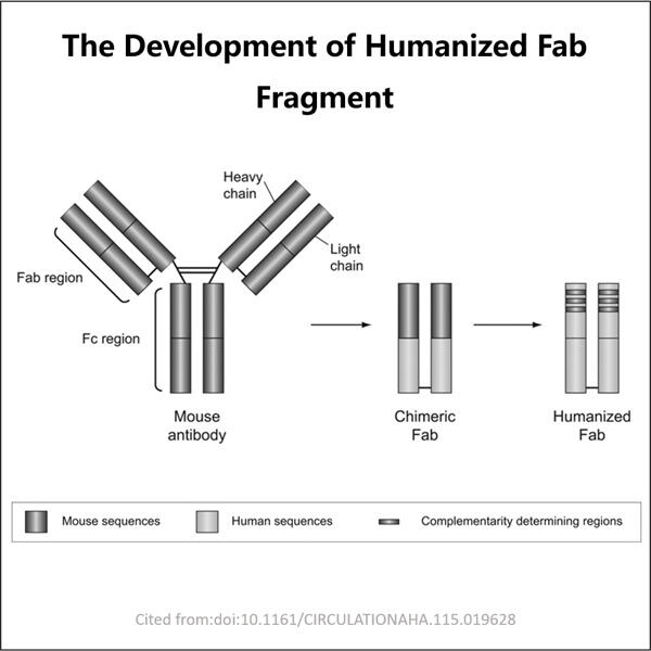 Leveraging cutting-edge technology for GMP Fab Fragment production