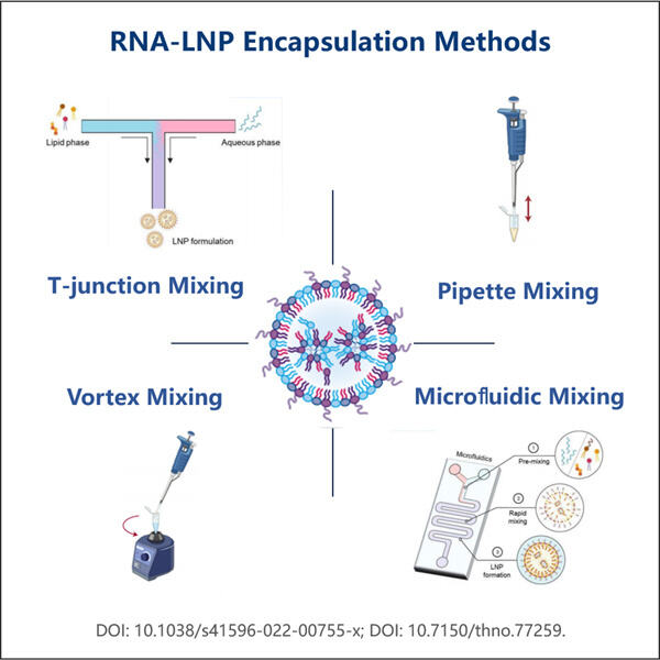 CircRNA-LNP Encapsulation Protocol