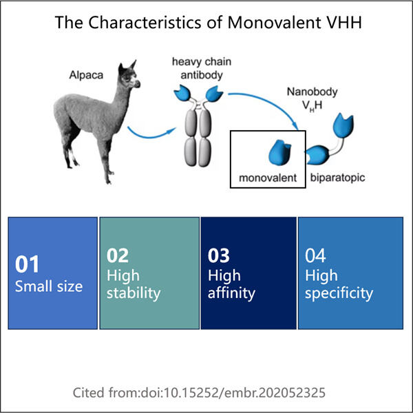 The Advantages of Monovalent VHH Manufacturing