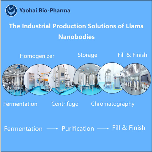 Le potentiel des nanocorps de lama dans les thérapies ciblées