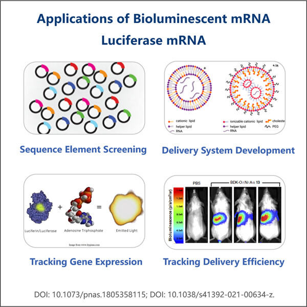 The glowing potential of bioluminescent mRNA in genetic engineering