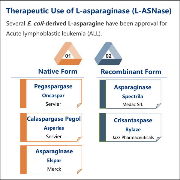 Efficiency and Optimization in L-Asparaginase Manufacturing