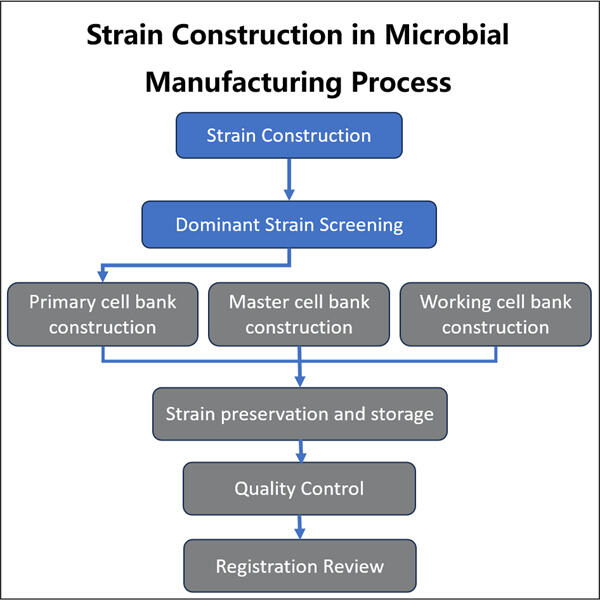 Process Optimization for Cost-effective and Sustainable Microbial Biologics Manufacturing