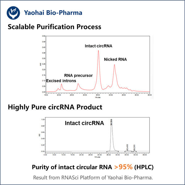 Creșterea sensibilității și specificității detectării circARN prin purificarea HPLC