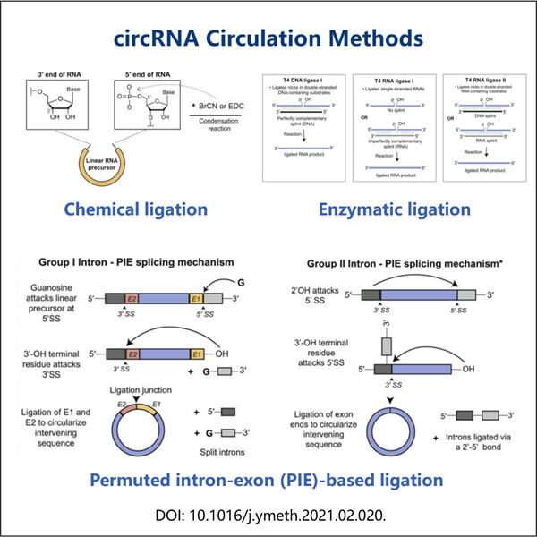 Wie die circRNA-Zirkulation die RNA-Abgabe revolutioniert