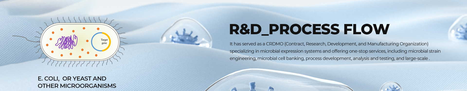 Custom Plasmid Preparation Services