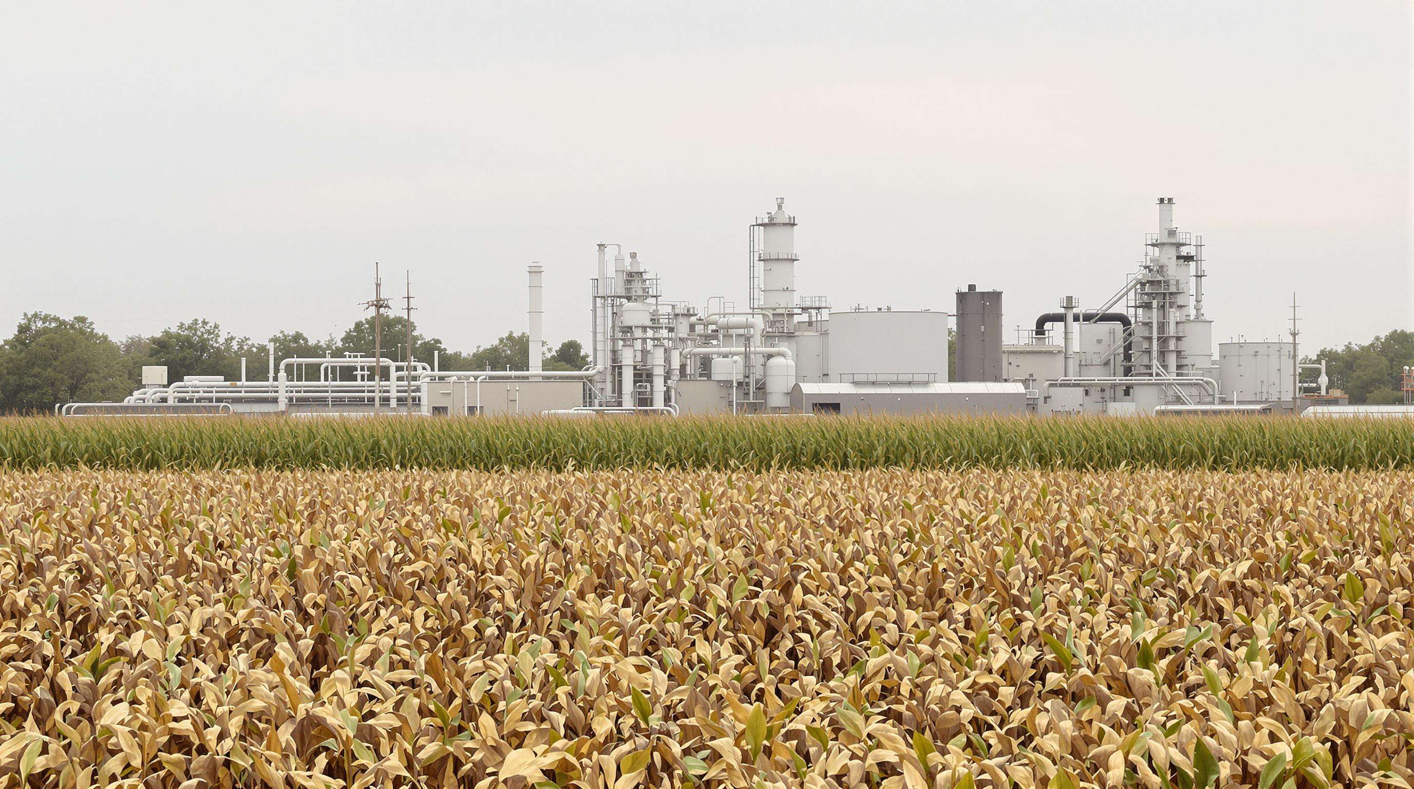Photorealistic image of a bioprocessing facility with surrounding corn and sugarcane fields under natural light