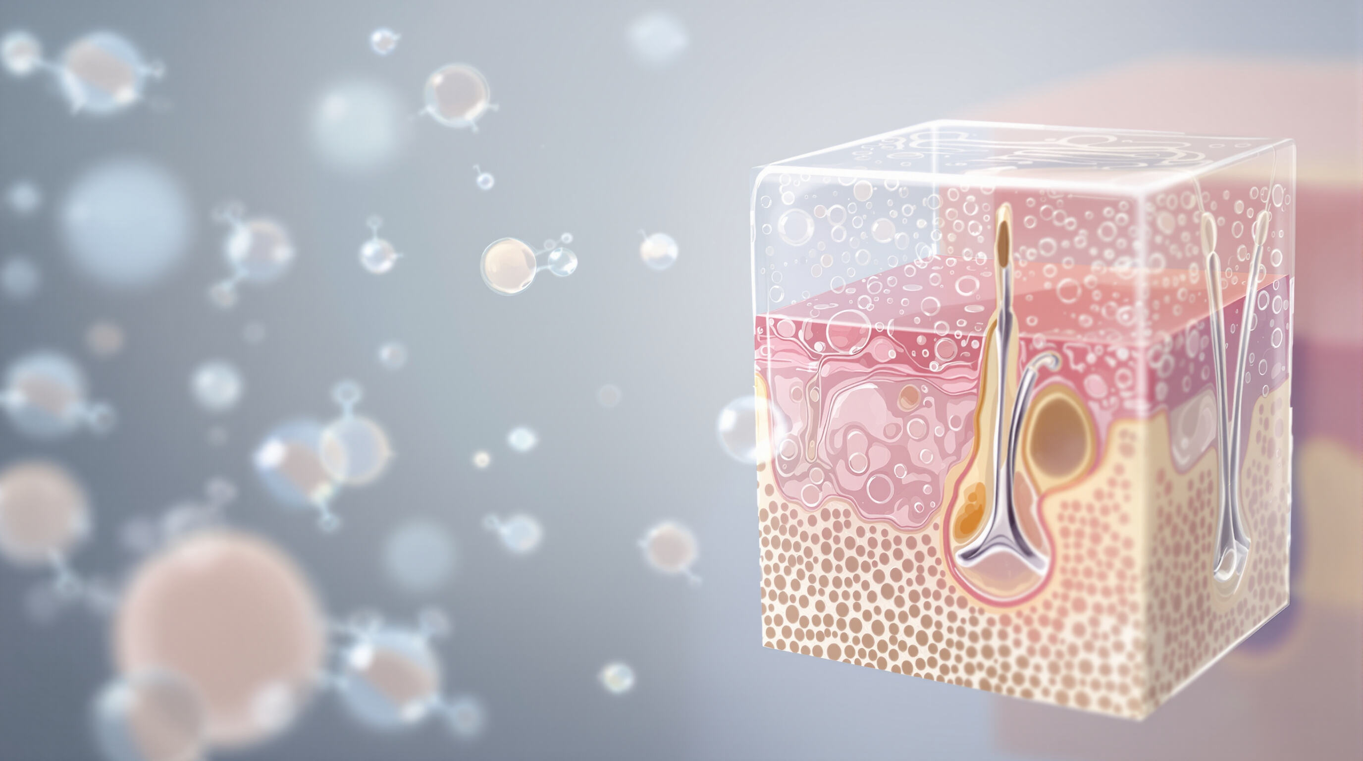 Photorealistic cross-section of skin with different sizes of hyaluronic acid molecules at various depths