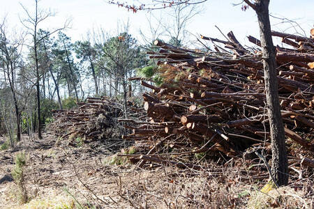 Chain Saw details