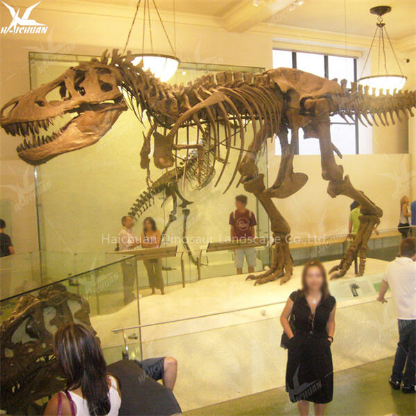 Buka potensi kejayaan anda di pasaran borong dengan rangka dinosaurus lengkap terkemuka kami