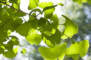 Why is Ginkgo Biloba So Popular?