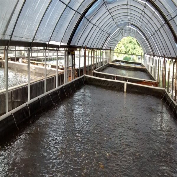 The Production of Farmed Tilapia