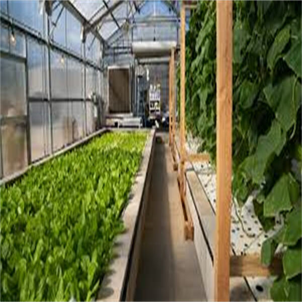 Use of Aquaponics Plants