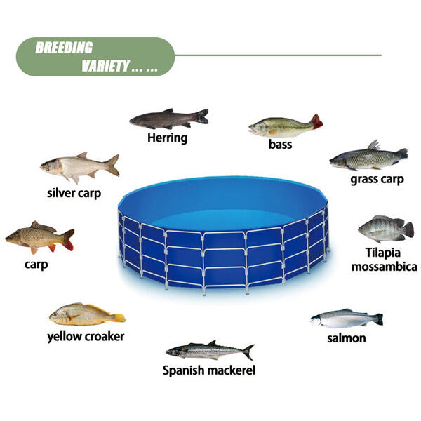 Innovation in Fish Farms
