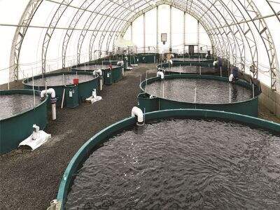 از برهه‌برداری تا بازار: تولید ماهی به‌صورت شفاف و کارآمد در مقیاس بزرگ