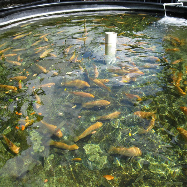 Safety of Fish Farming Ponds