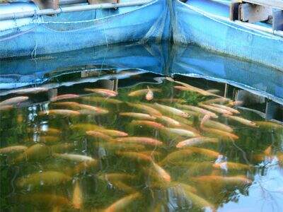 نظام رأس مائي ذكي قابل للتوسيع من أجل تربية الأسماك في المدن