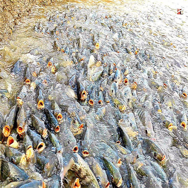 Exploring the World of Farmed Tilapia