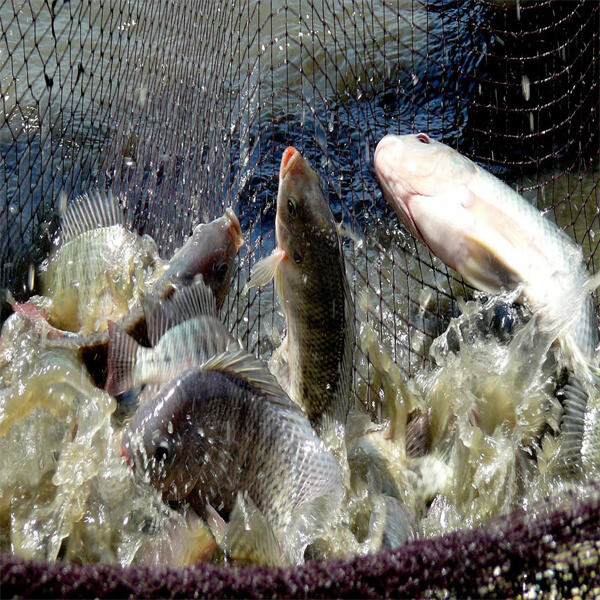 Maximizing tilapia growth and productivity