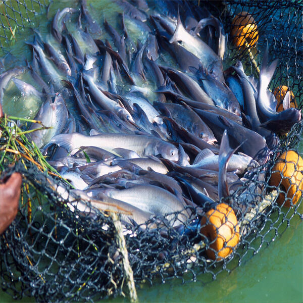 The rise of organic aquaculture.