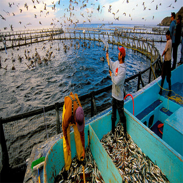 Fish farming provides a reliable source of protein and essential nutrients, helping to combat malnutrition and food insecurity.