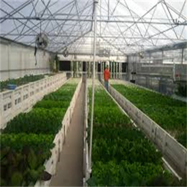 Innovation in Aquaponics Greenhouse