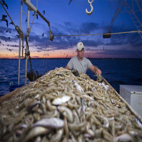 Fish farming can be done in a sustainable manner, minimizing impacts on marine ecosystems and promoting biodiversity.