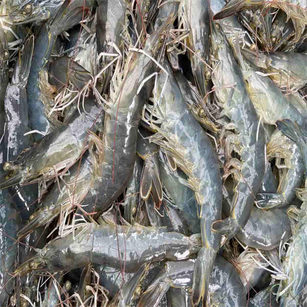 Sustainable practices in fresh water prawn culture for environmental conservation