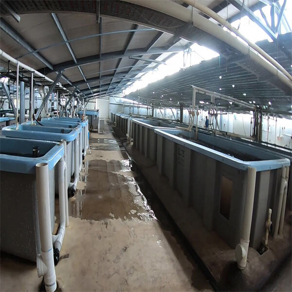 The role of aquaculture in reducing pressure on our oceans and ecosystems.