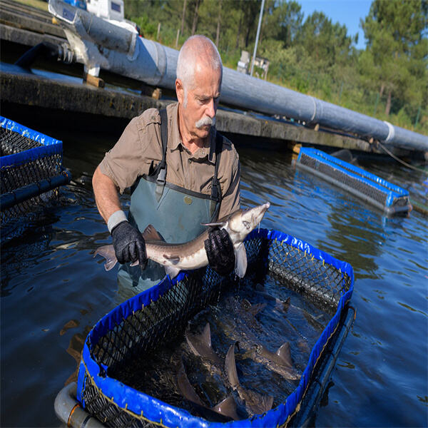 Techniques for successful freshwater prawn breeding and harvesting