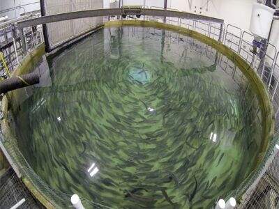 Creating a Profitable and Sustainable Aquaculture System