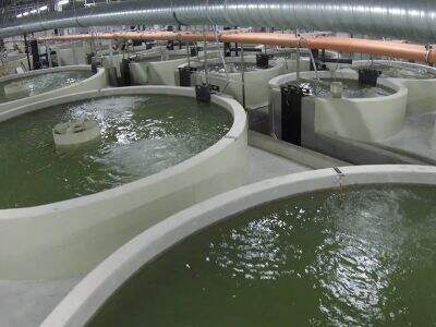 Chăn nuôi cá thông minh đang thúc đẩy nền kinh tế màu xanh ở các thị trường mới nổi