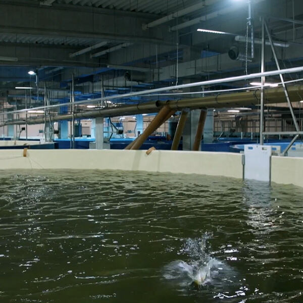 Using Aquaculture