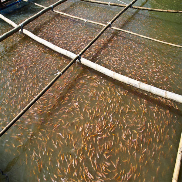 Ang Papel ng Responsableng Aquaculture na Pagsasaka ng Isda