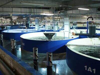 Energy-Efficient Aquaculture: Cutting Costs and Carbon Emissions