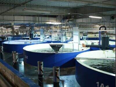 A Guide to Building Low-Cost Recirculating Aquaculture Systems (RAS)