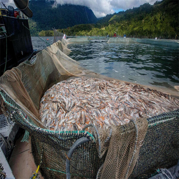 The benefits of consuming farmed salmon