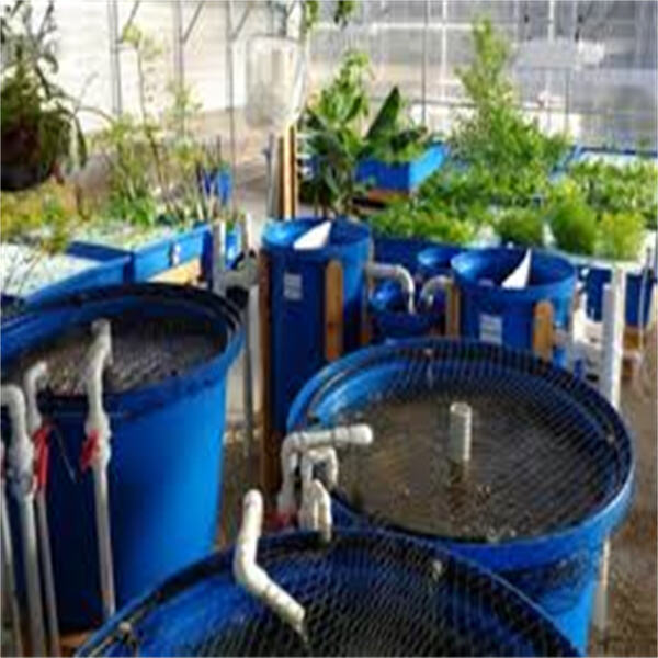 Innovation in Aquaponics Kits