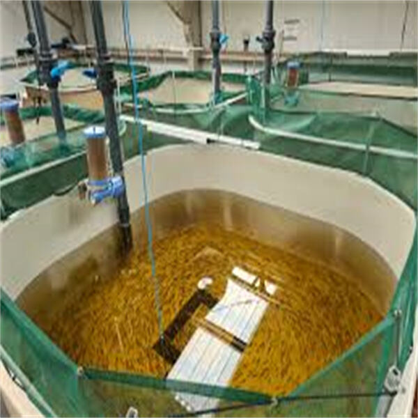Innovation in RAS System Aquaculture: